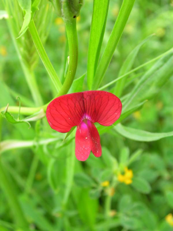 Lathyrus cicera